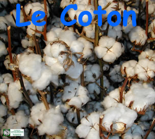 Coton